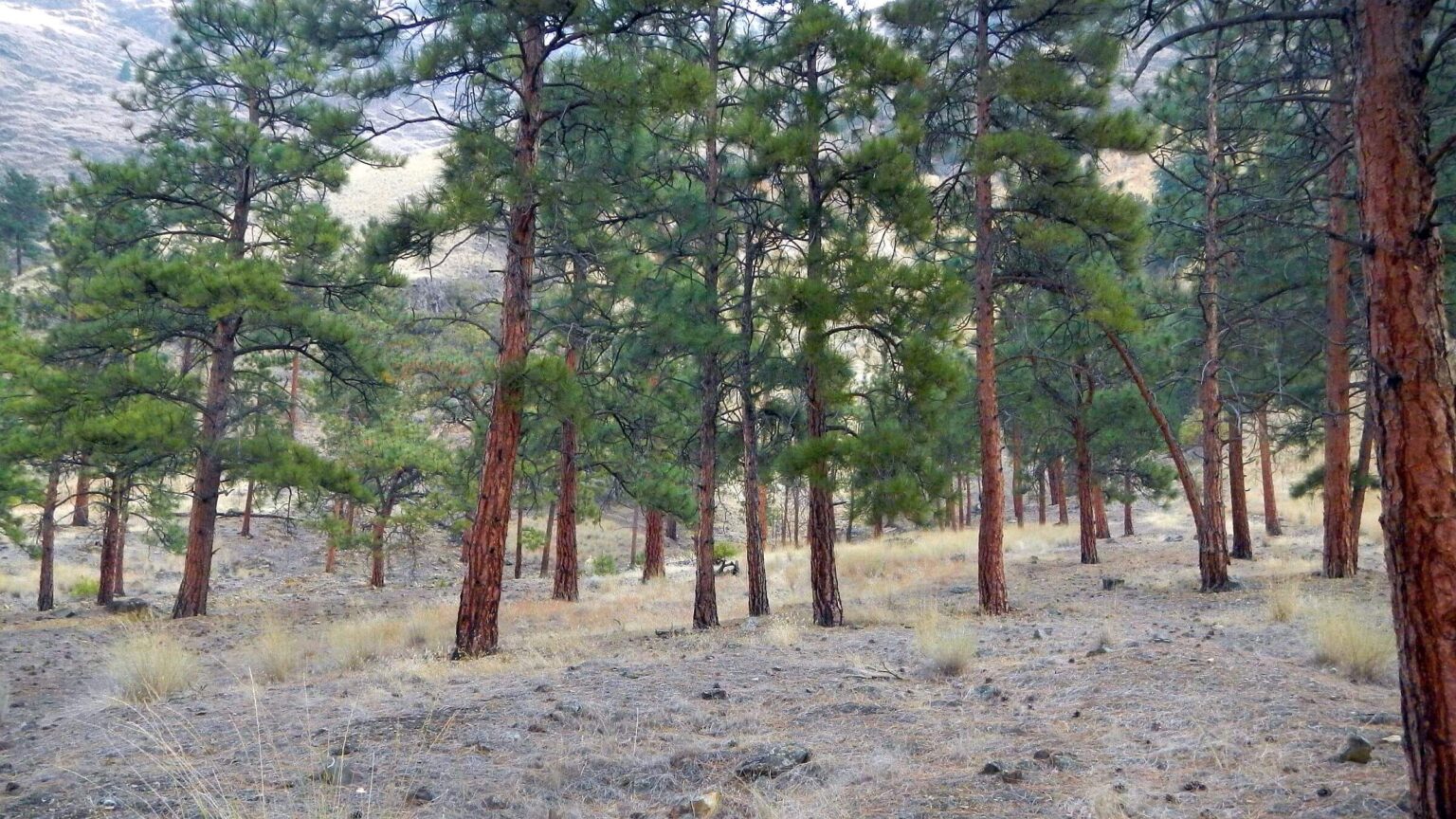 Hells Canyon Wilderness, Ponderosa pine at Pine Bar, October