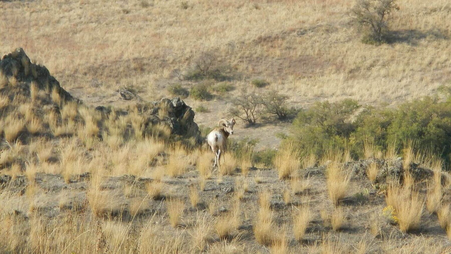 Hells Canyon Wilderness, bighorn sheep (Ovis canadensis), October