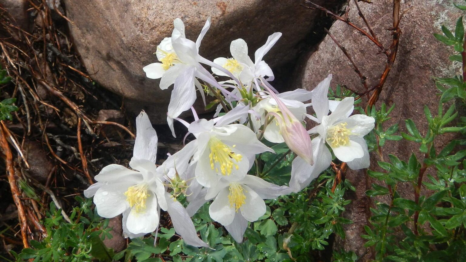 High Uintas Wilderness, White Colorado columbine (Aquilegia coerulea), July2021