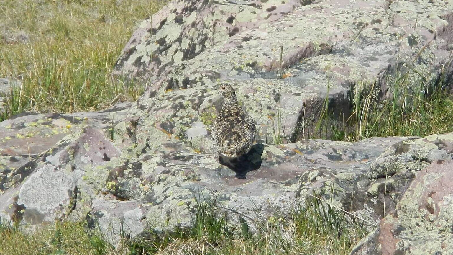 High Uintas Wilderness, white-tailed ptarmigan (Lagopus leucura), July2021