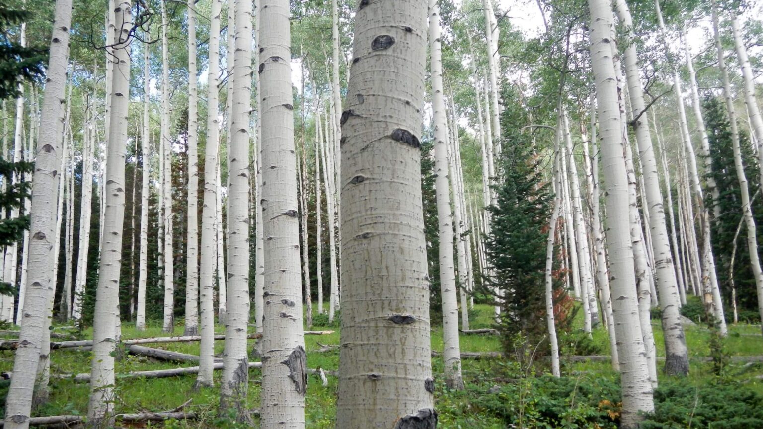 High Uintas Wilderness, aspen (Populus tremuloides), July2021