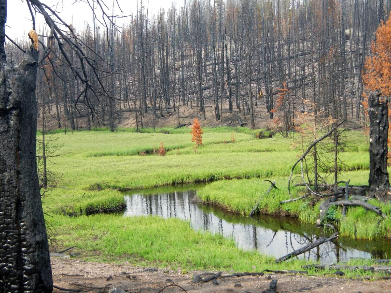 High Uintas Wilderness, East Fork Fire, July