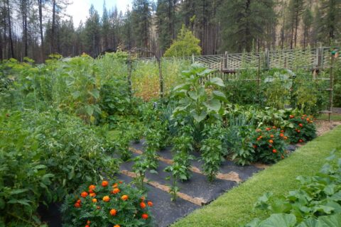 Frank: Salmon River, Yellow Pine Bar caretaker's garden