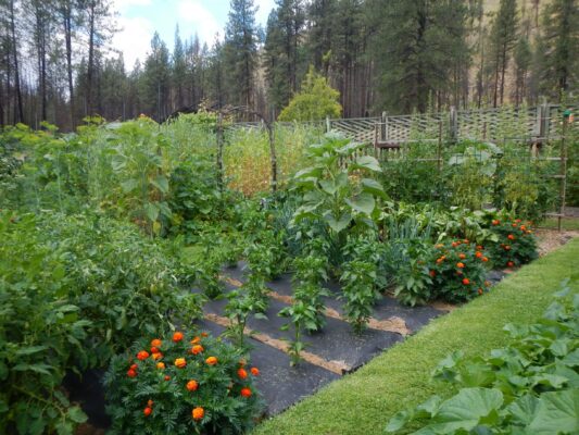 Frank: Salmon River, Yellow Pine Bar caretaker's garden