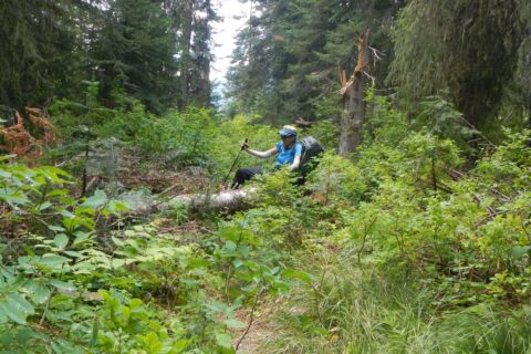 Selway: White Cap Creek, down log & brush thrashing
