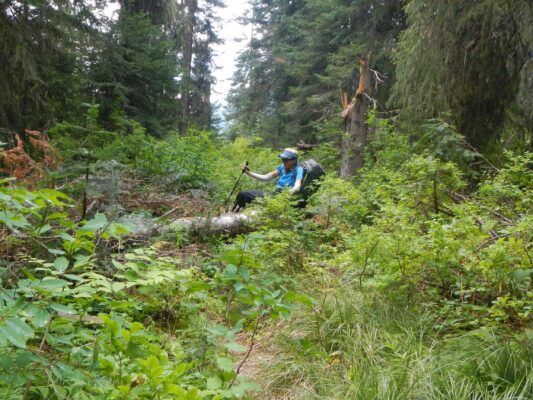 Selway: White Cap Creek, down log & brush thrashing