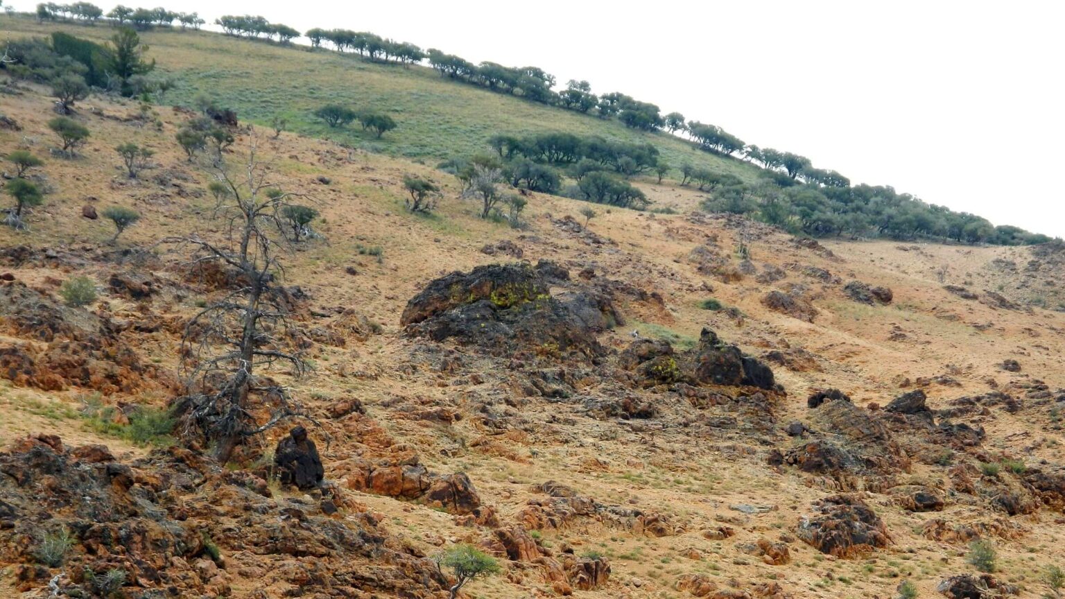 Jarbidge Wilderness, backpacking, Marys River Trail, July