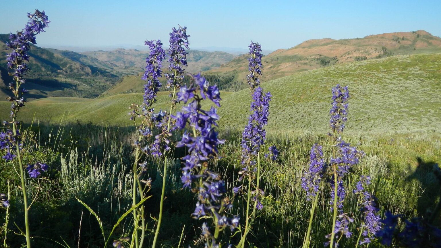 Jarbidge Wilderness, backpacking, larkspur species, July