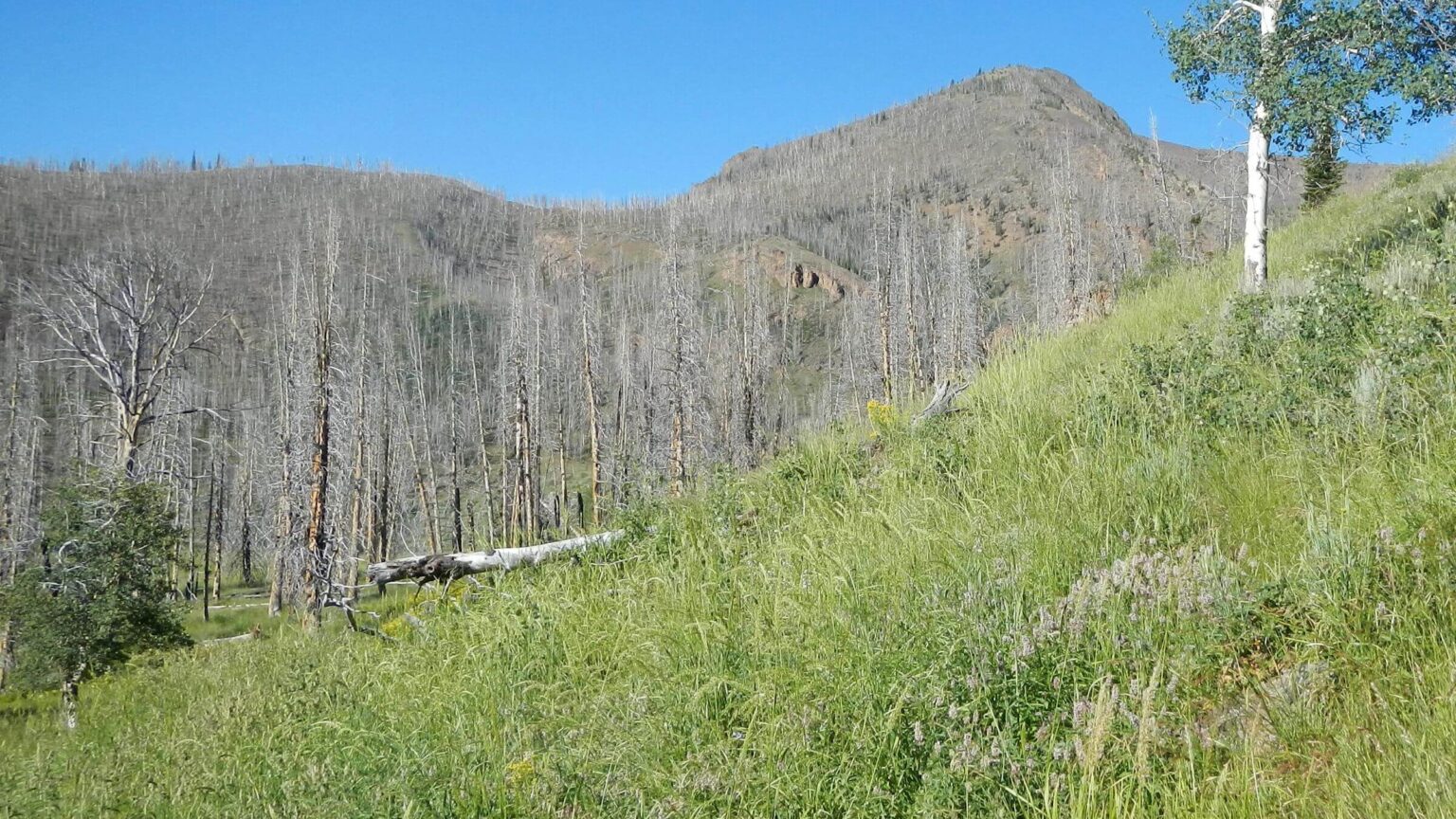 Jarbidge Wilderness, backpacking, East Slide Rock Ridge Fire, July