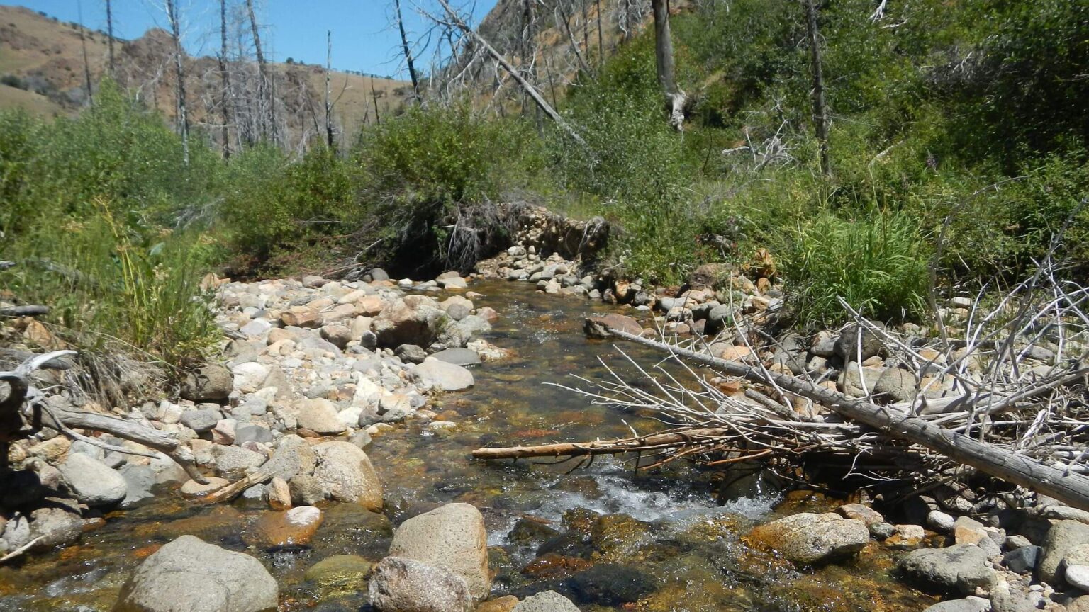 Jarbidge Wilderness, backpacking, Slide Creek, July