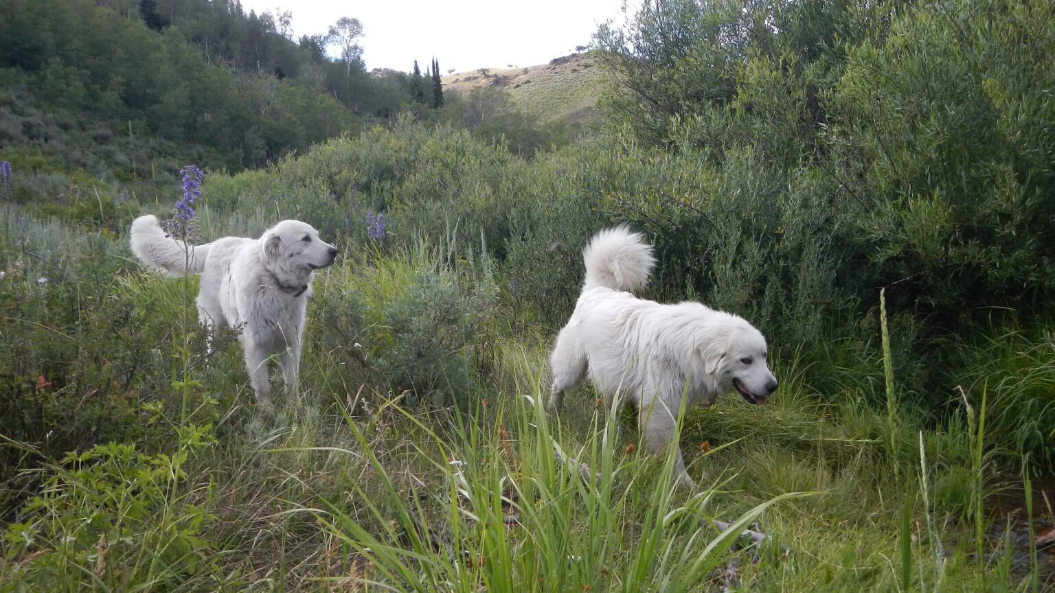 Jarbidge Wilderness, backpacking, sheep guardian dogs, July