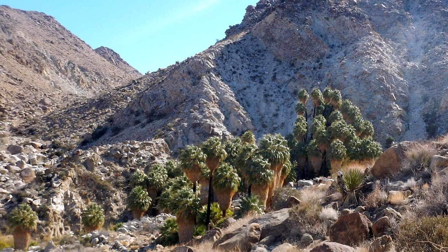 Joshua Tree Wilderness, 49 Palms Oasis, California fan palm (Washingtonia filifera), February