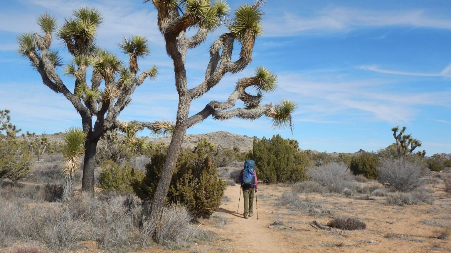 Joshua Tree Wilderness, Joshua tree (Yucca brevifolia), February