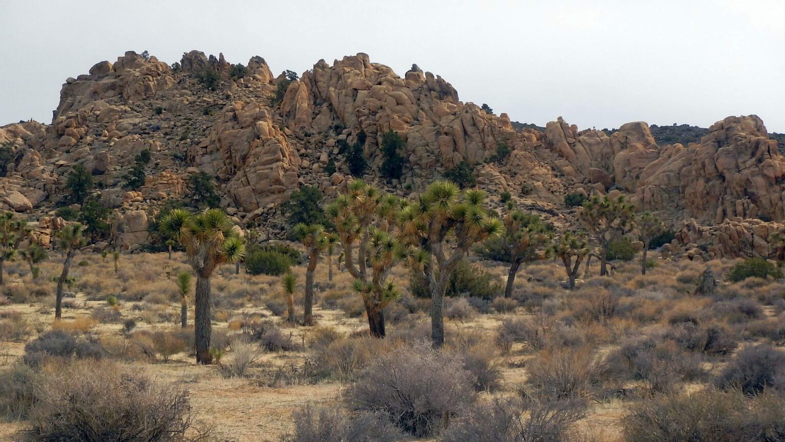 Joshua Tree Wilderness, granite rock pile, February
