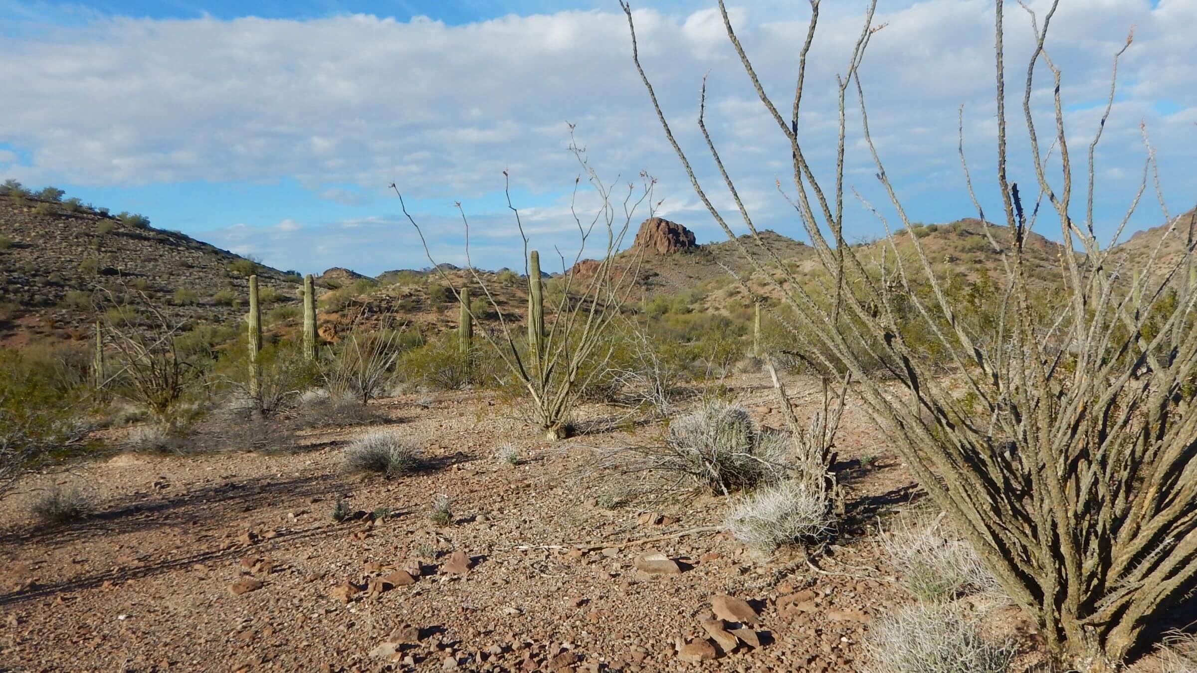 Kofa Wilderness backpacking, Sonoran desert near Castle Dome, December