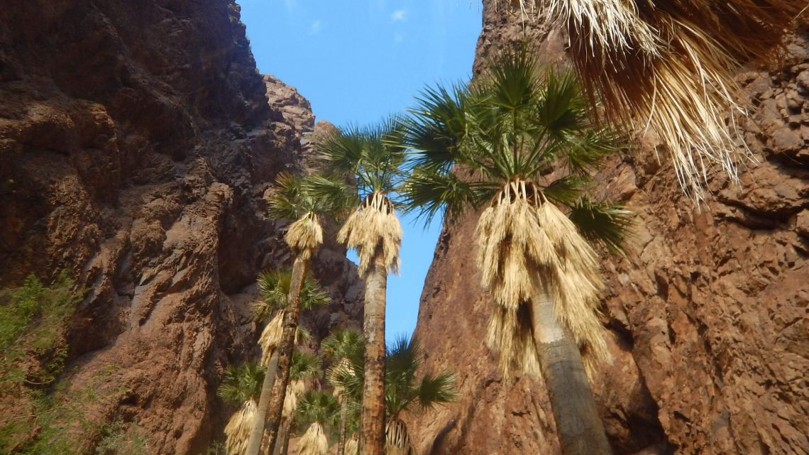 Kofa Wilderness backpacking, California fan palm (Washingtonia filifera), December