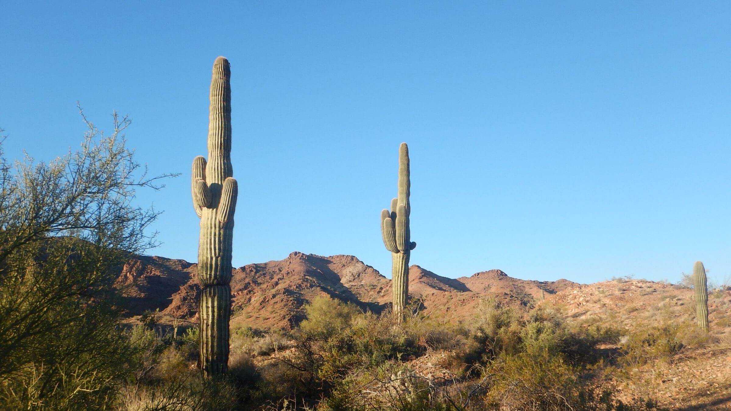 Kofa Wilderness backpacking, saguaro (Carnegiea gigantea), December