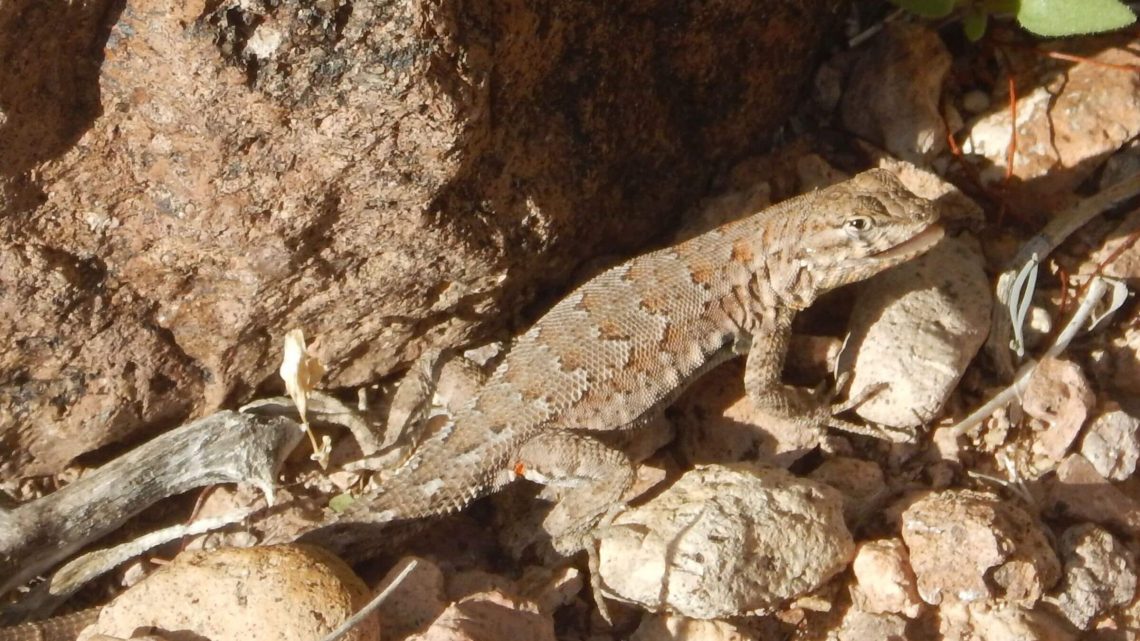 Kofa Wilderness backpacking, side-blotched lizard (Uta stansburiana), December