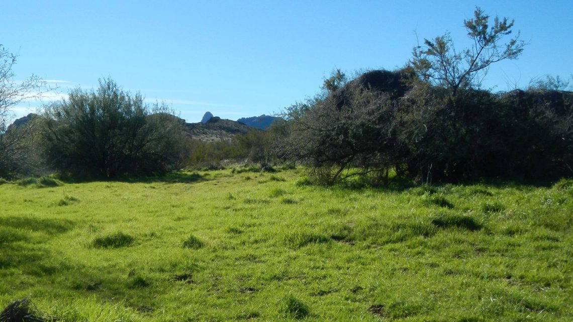 Kofa Wilderness, remnant tank off Wilbanks Road, January