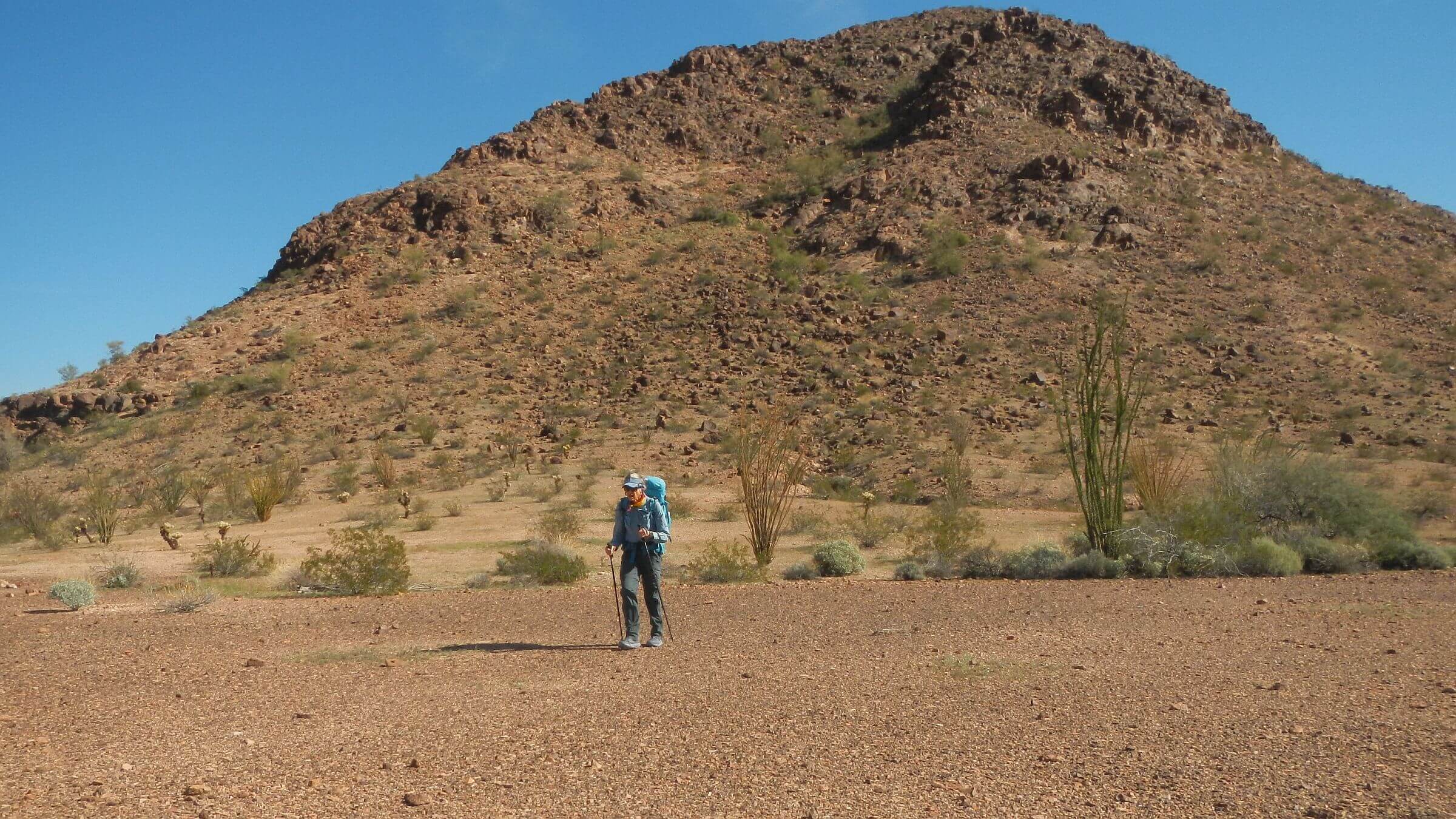 Kofa Wilderness, Desert pavement, January 2026