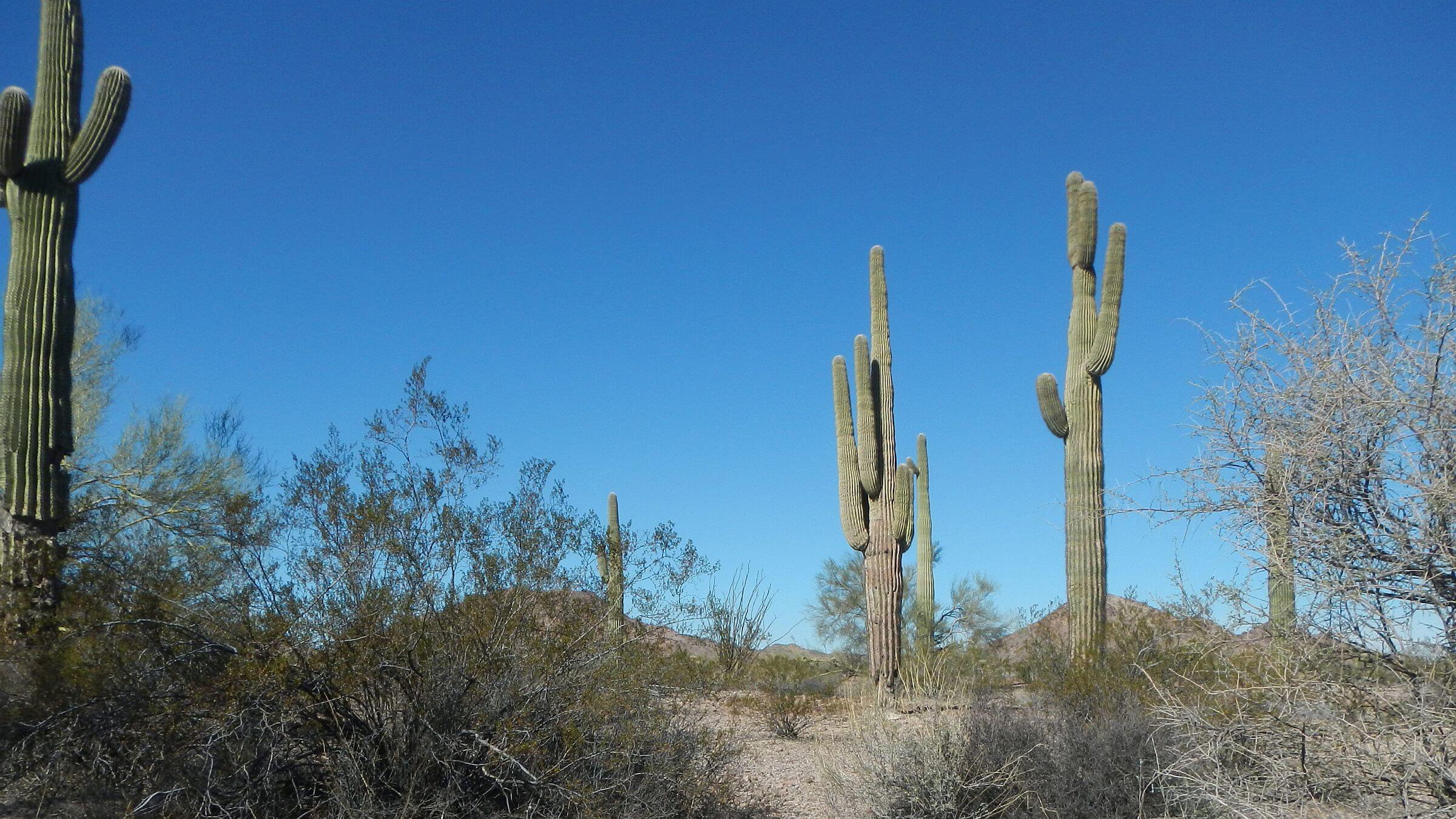 Kofa Wilderness, Saguaro cactus in Sonoran Desert, January 2026