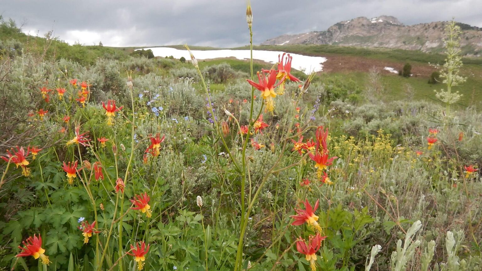 Ruby Mountains Wilderness, crimson columbine, July 2023