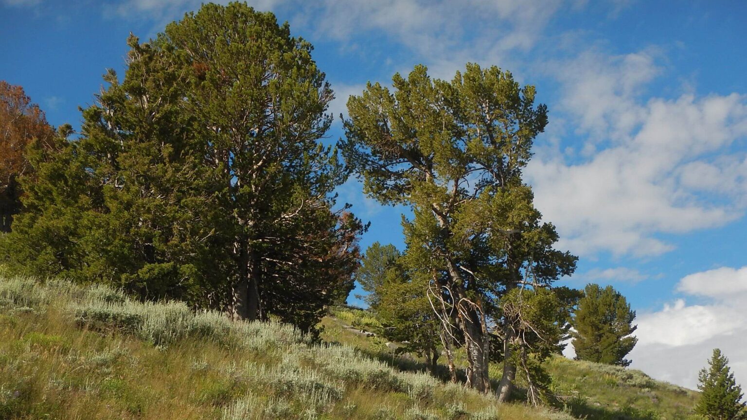 Ruby Mountains Wilderness, Whitebark pine, July 2023