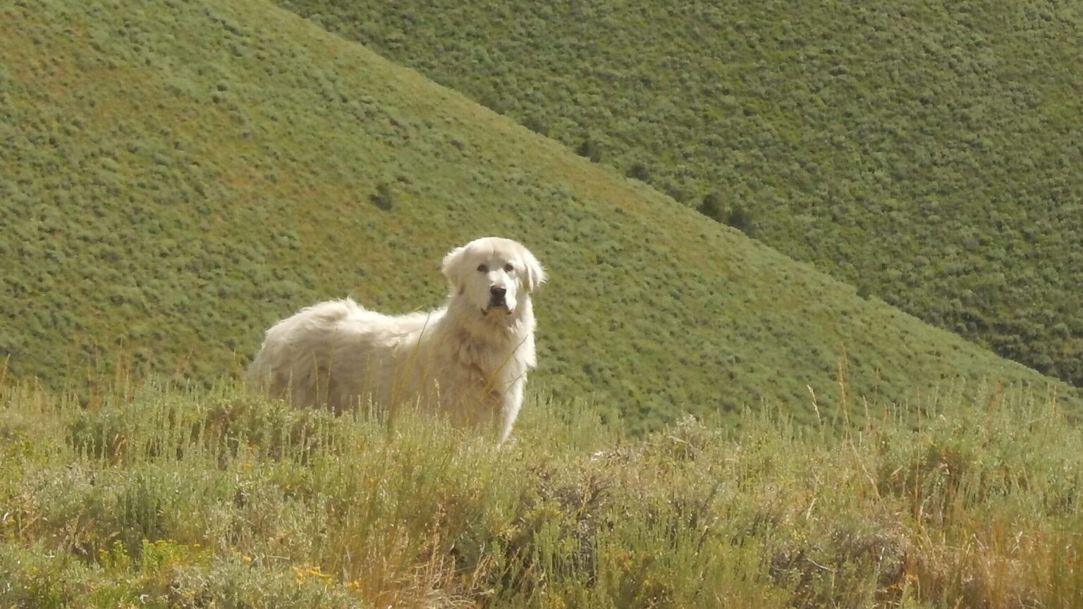 Toiyabe Crest proposed Wilderness, Great Pyrenees, July 2023