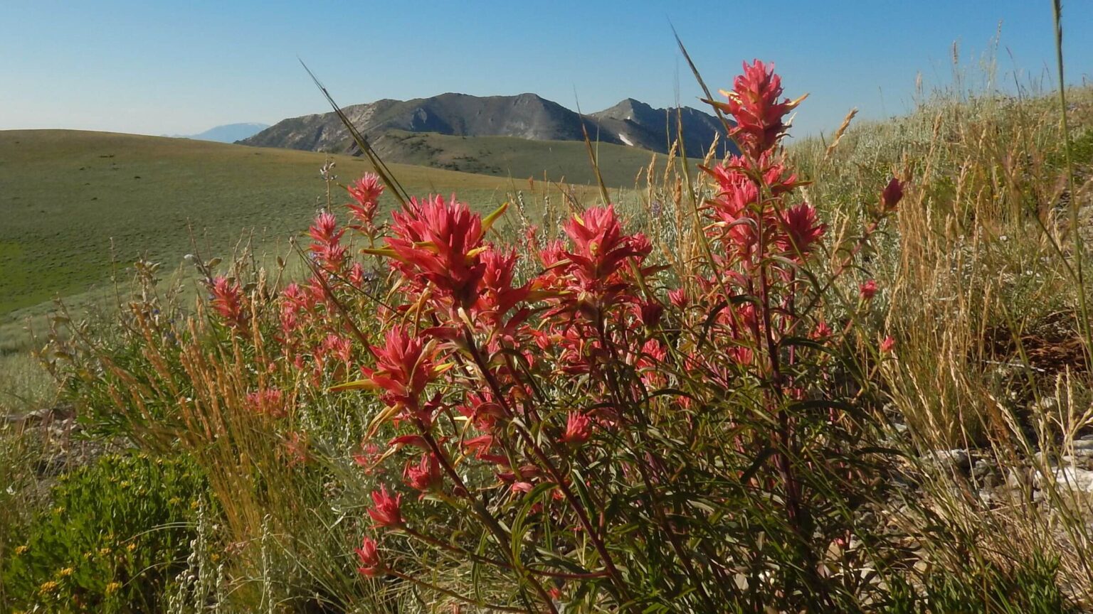 Toiyabe Crest proposed Wilderness, Indian paintbrush, July 2023