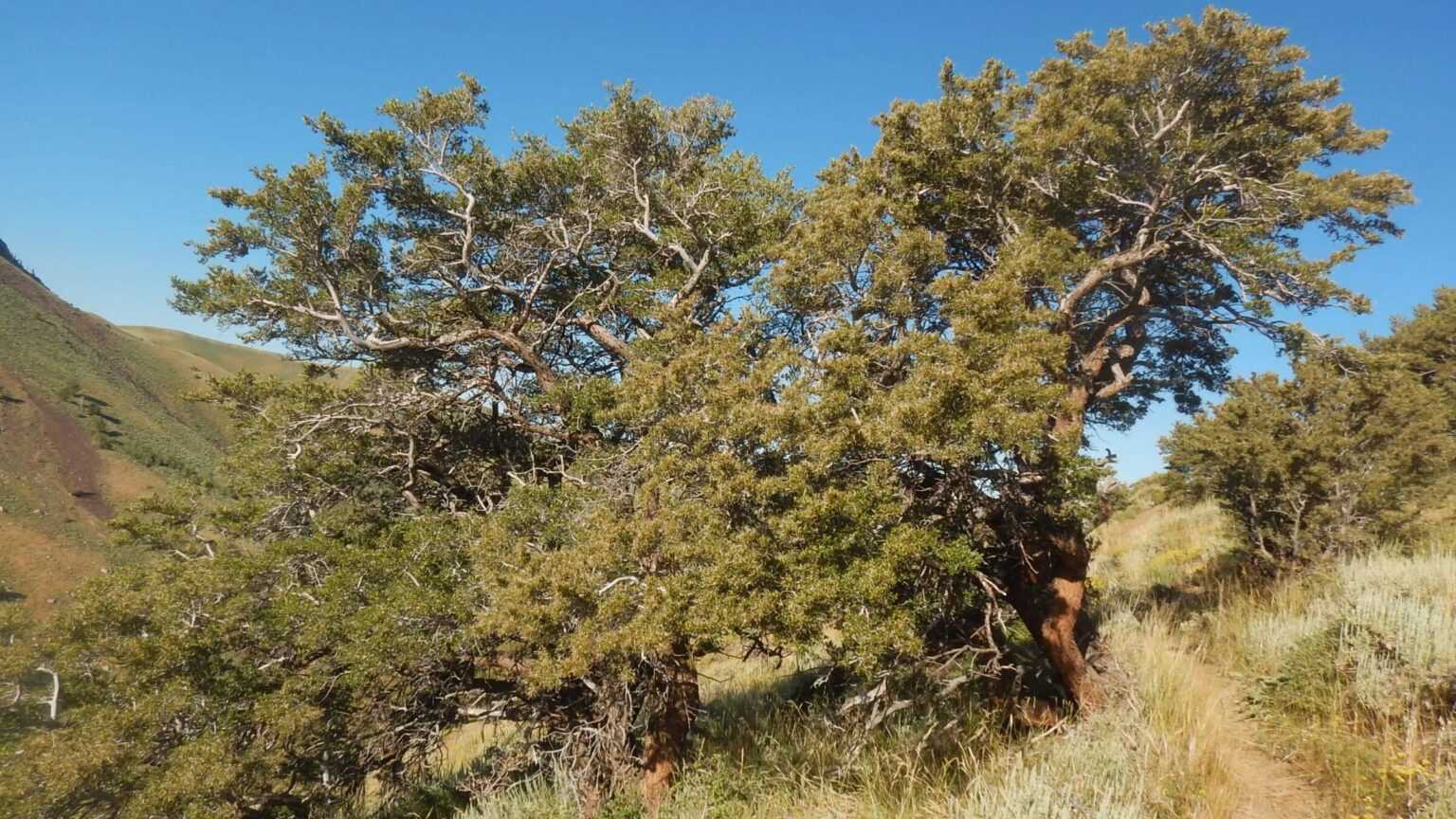 Toiyabe Crest proposed Wilderness, mountain mahogany, July 2023