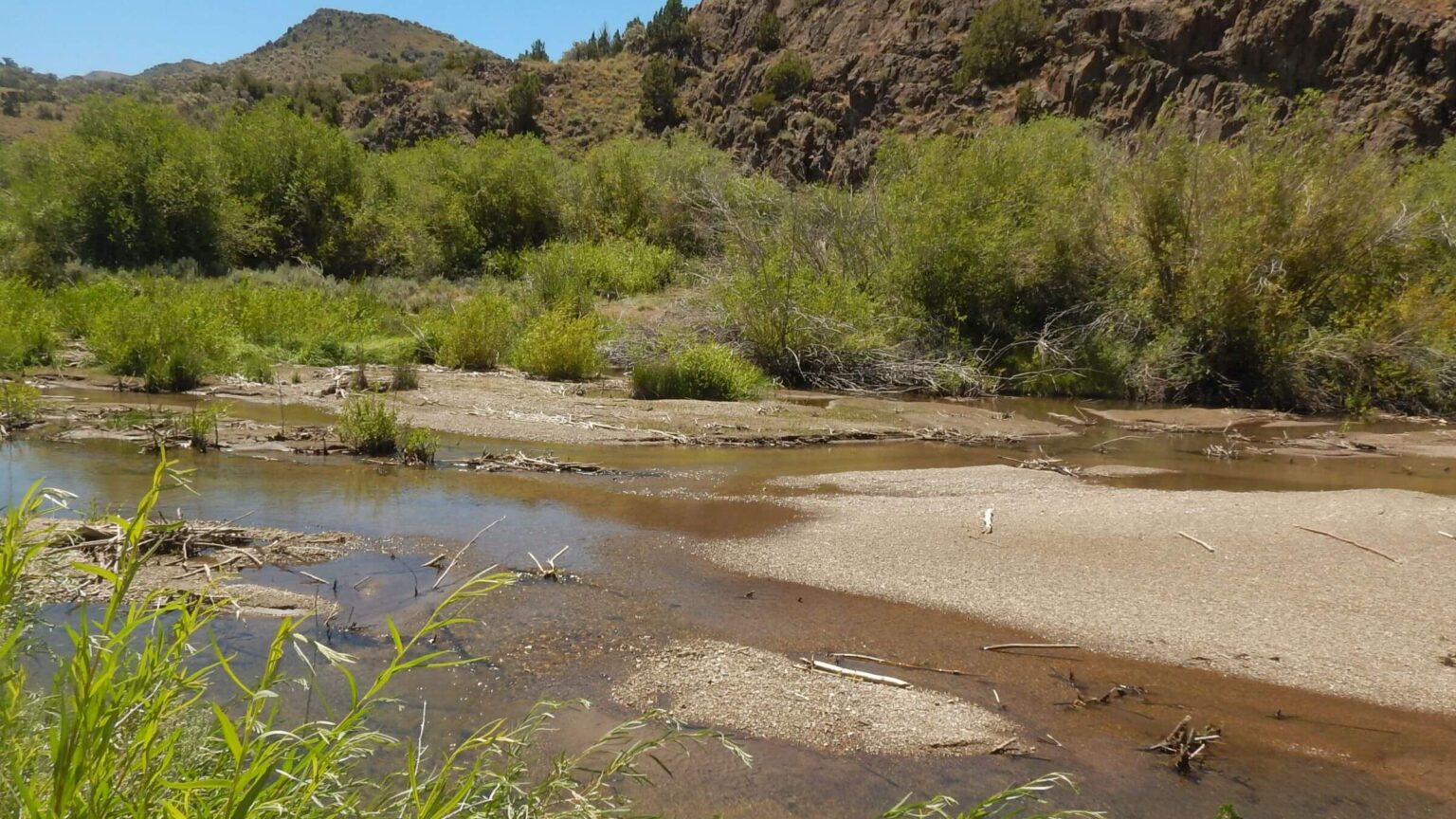 Arc Dome Wilderness, Reese River, August 2023