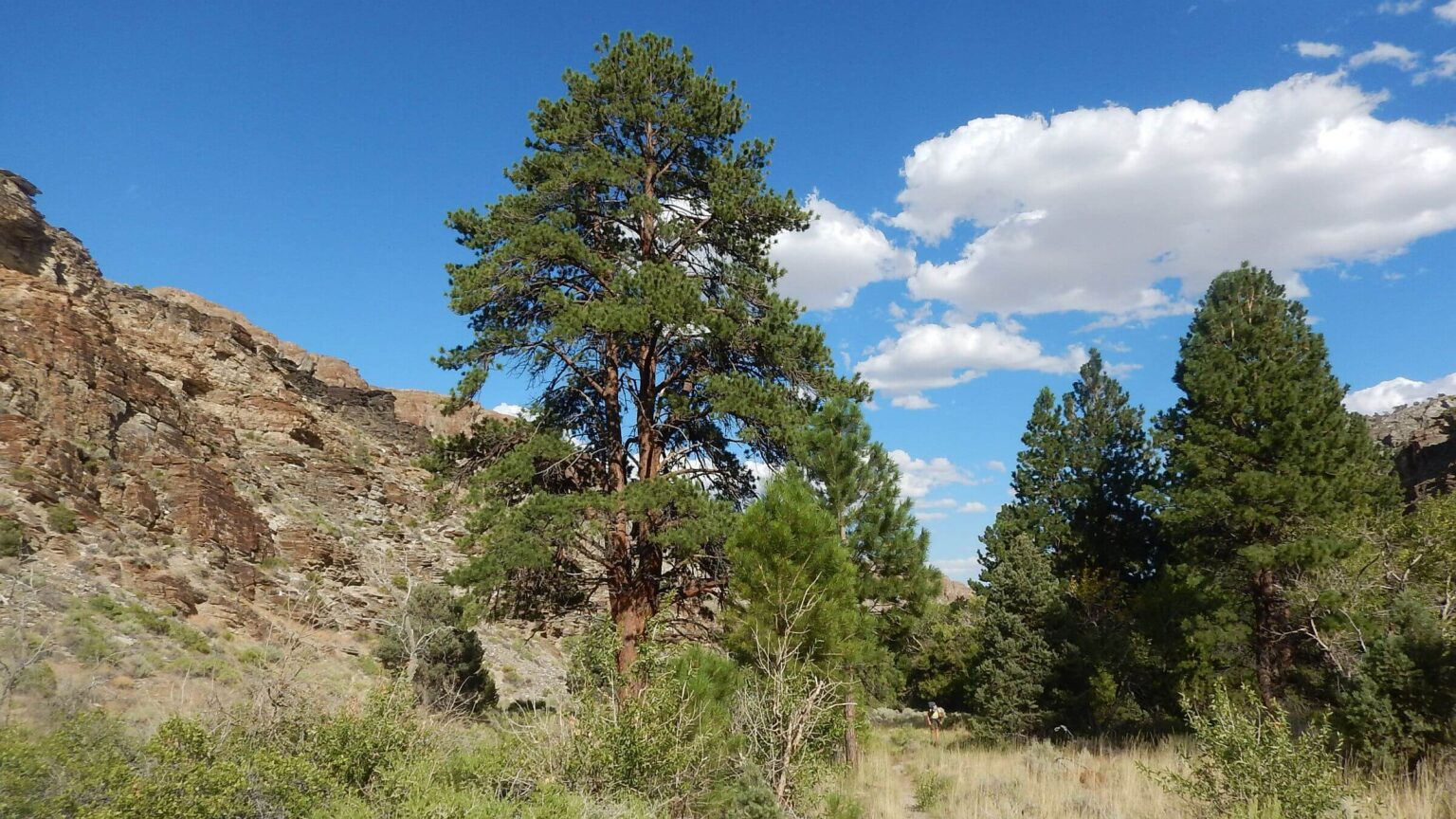 Mt. Moriah Wilderness, bristlecone pine, August 2023