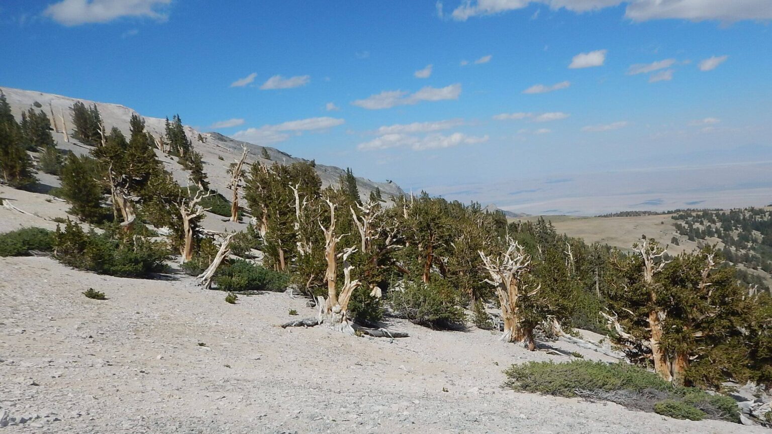 Mt. Moriah Wilderness, bristlecone pine forest, August 2023