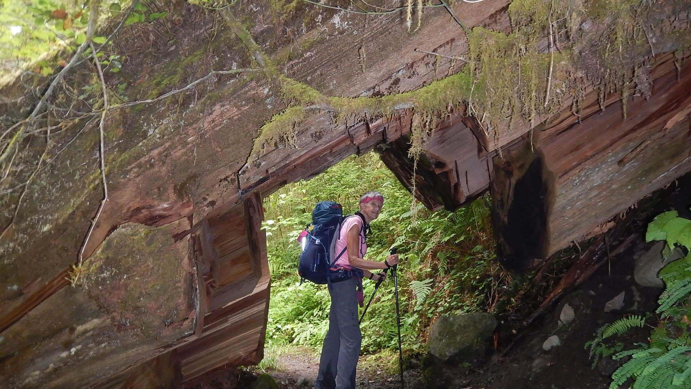 Olympic (DJ Evans) Wilderness, huge western red cedar, August