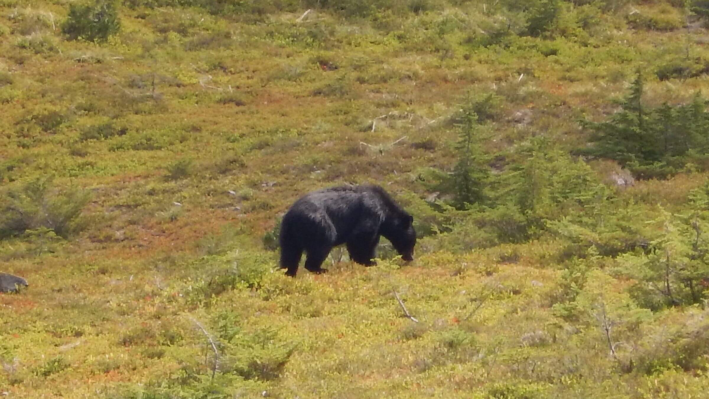 Olympic (DJ Evans) Wilderness, black bear in huckleberries, August