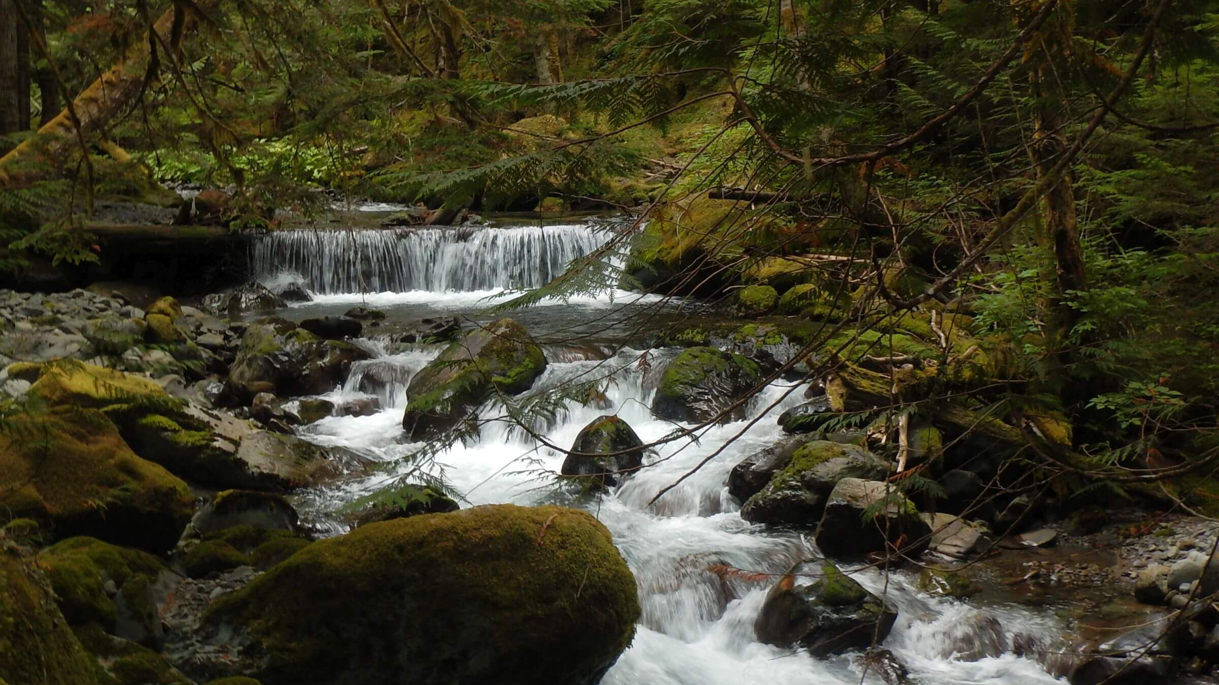 Olympic (DJ Evans) Wilderness, upper Gray Wolf River, September