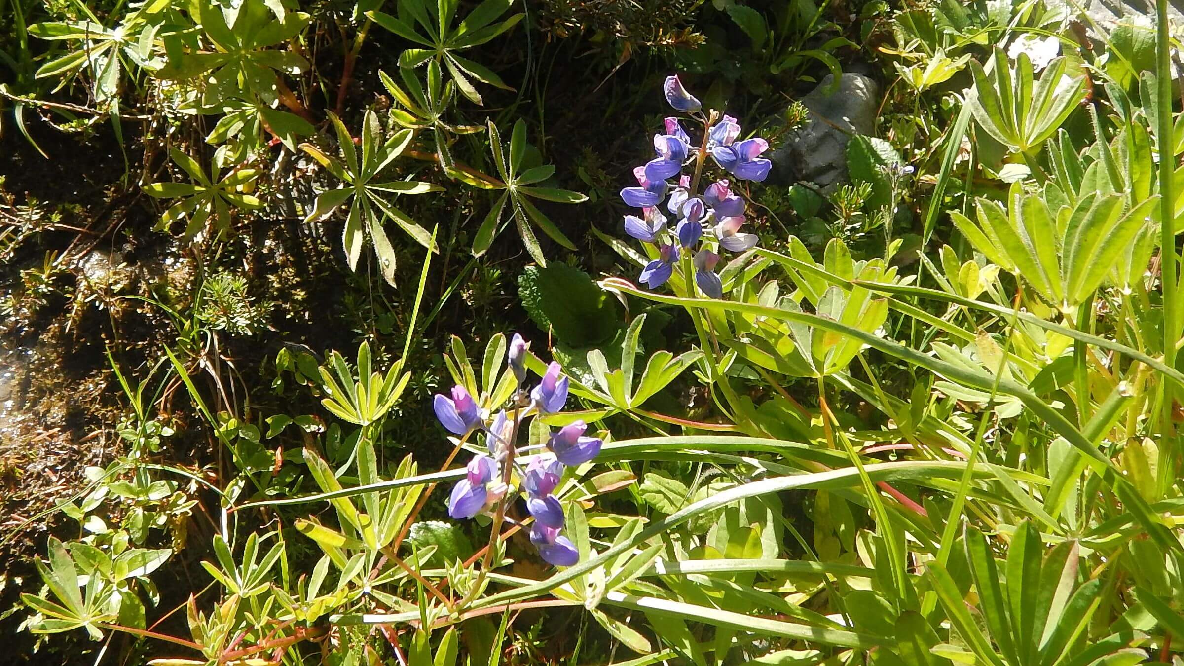 Olympic (DJ Evans) Wilderness, arctic lupine (Lupinus arcticus), September