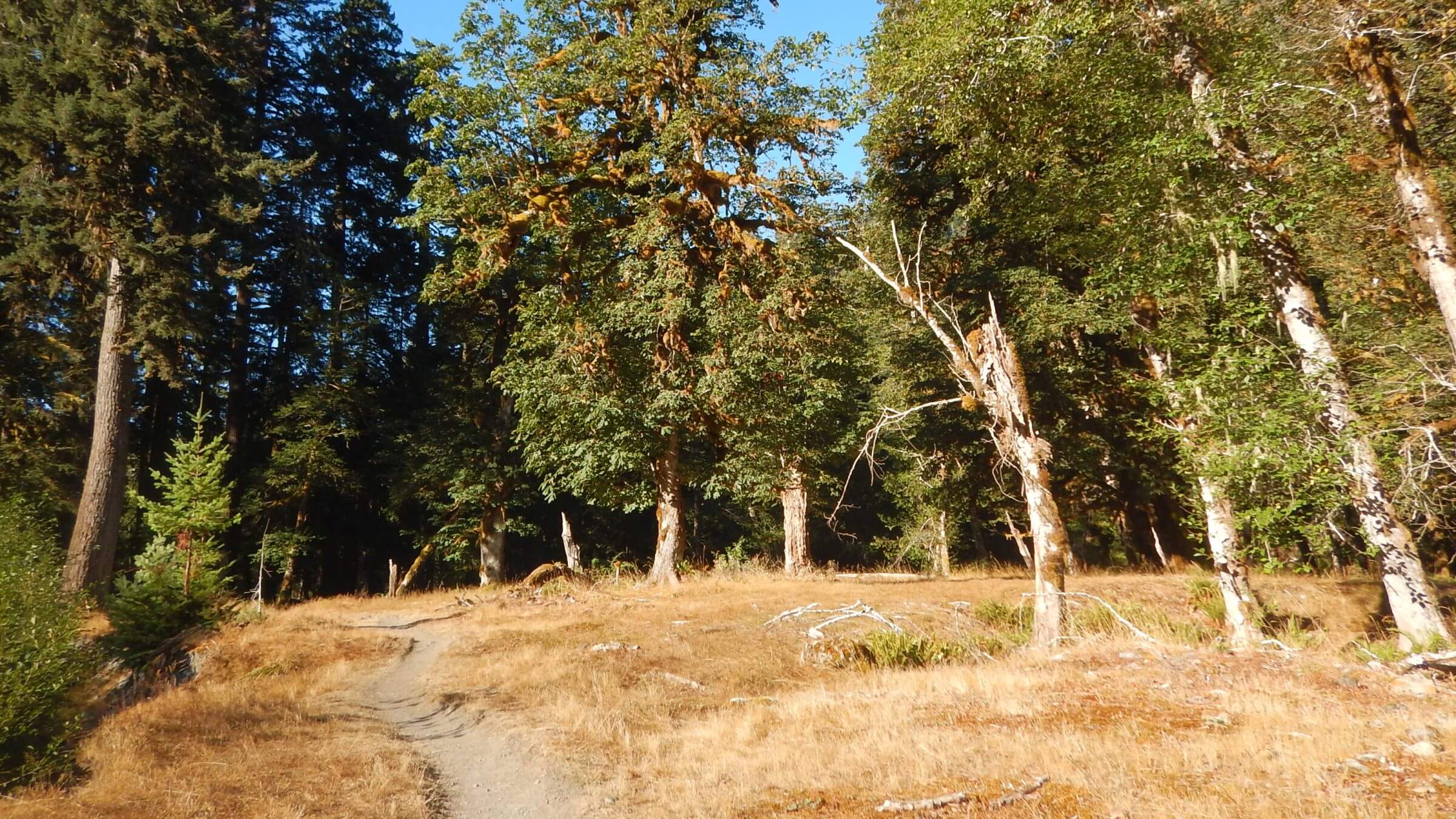 Olympic (DJ Evans) Wilderness, Quinault River maple and alder, September