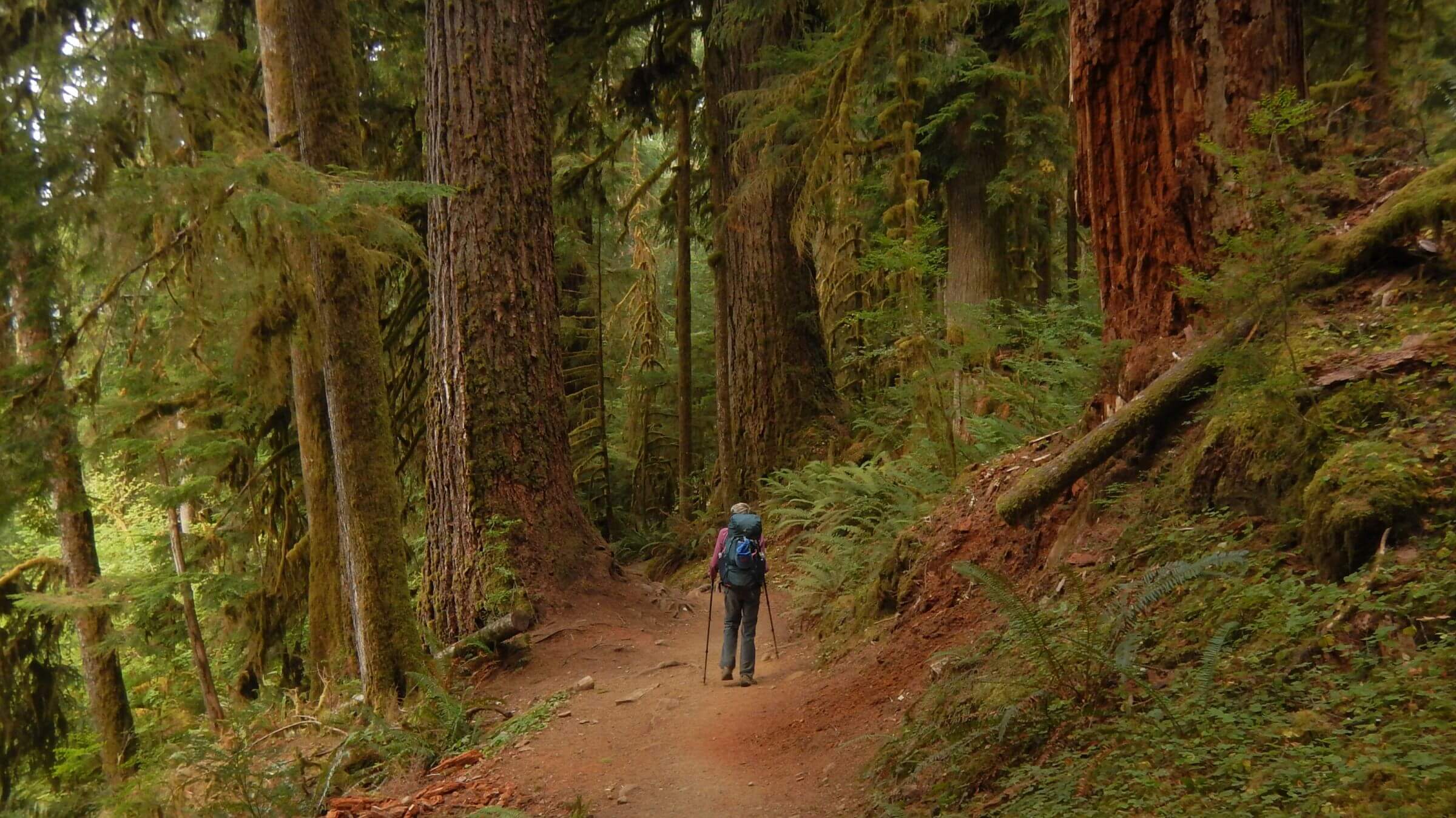 Olympic (DJ Evans) Wilderness, Hoh Rain Forest, September