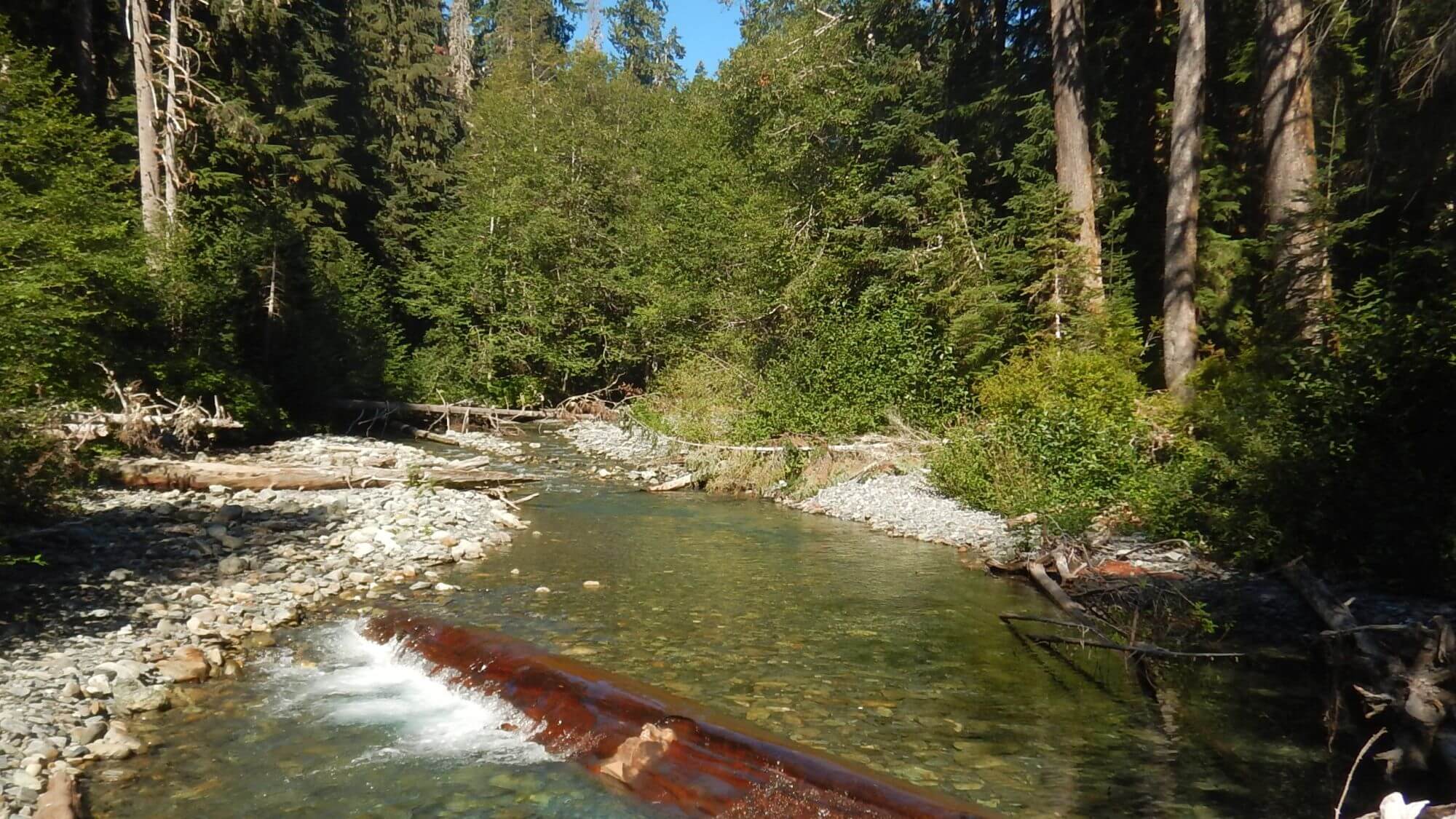 Olympic (DJ Evans) Wilderness, Elwha River, August