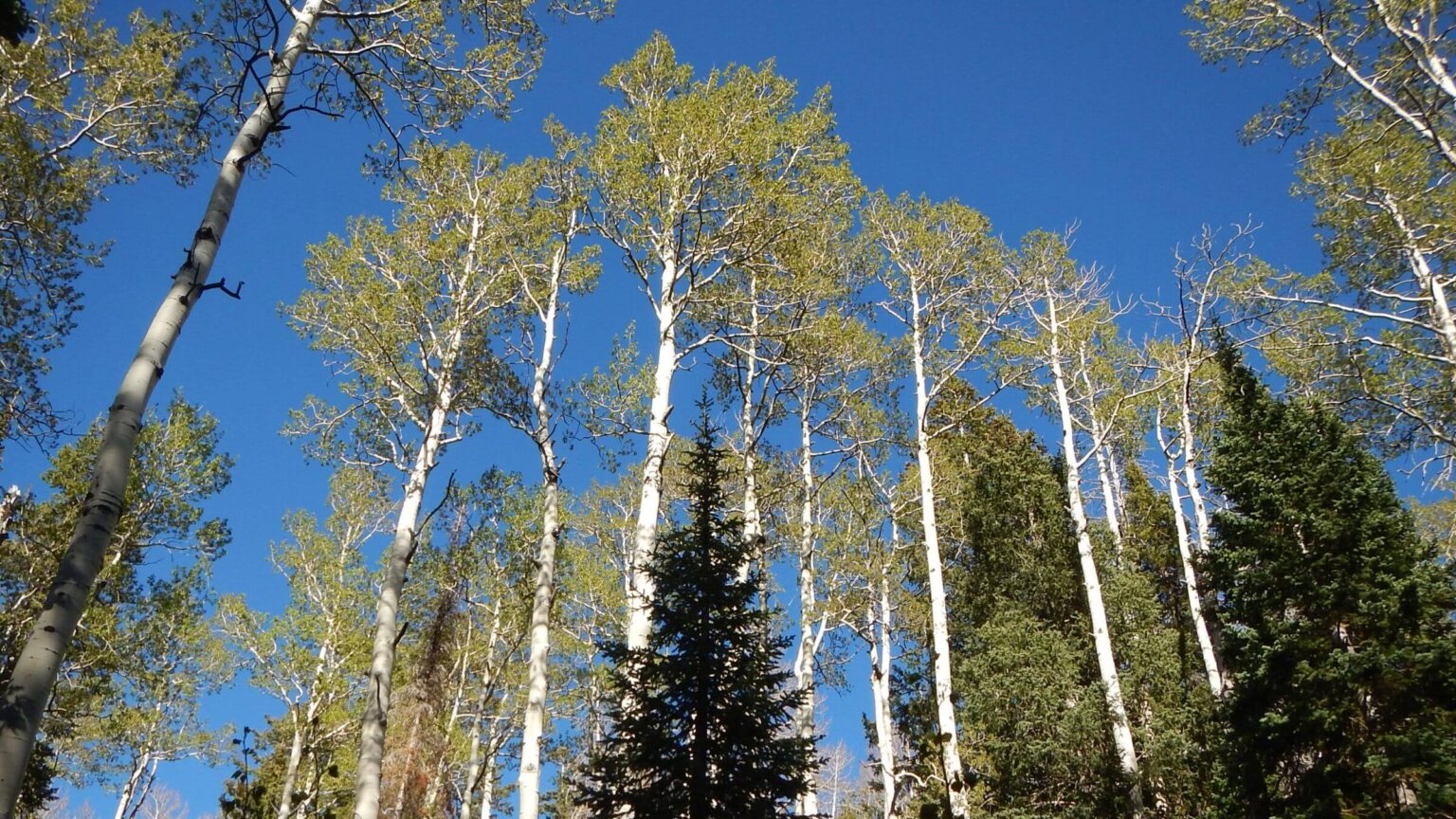 Pine Valley Mountain Wilderness, Aspen spruce-fir, 2026 May