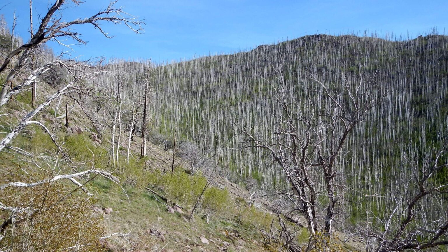 Pine Valley Mountain Wilderness, 2018 West Valley Fire, 2026 May