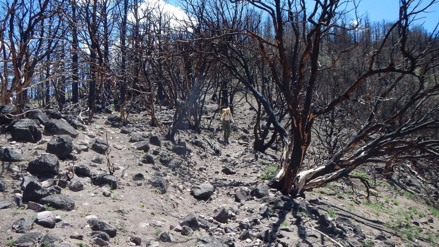 Pine Valley Mountain Wilderness, 2025 Forsyth Fire extremely hot, May 2026