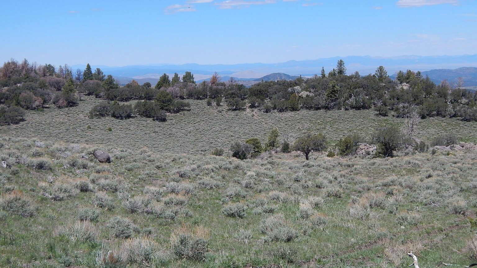 Pine Valley Mountain Wilderness, Sagebrush-Mountain Mahogany-Limber Pine, May 2026