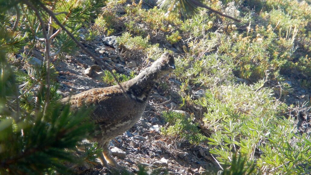 Pioneer Wilderness Study Area, ruffed grouse (Bonasa umbellus), September