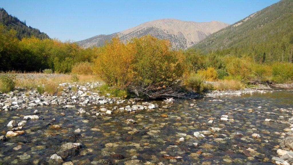 Pioneer Wilderness Study Area, Wildhorse Creek, September