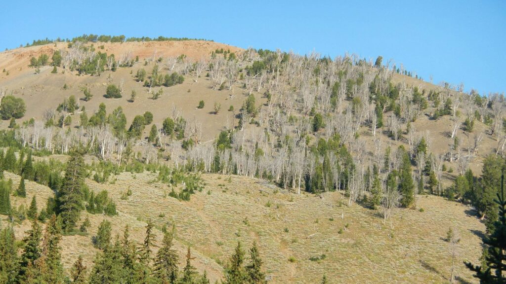 Pioneer Wilderness Study Area, mountain pine beetle tree mortality, September