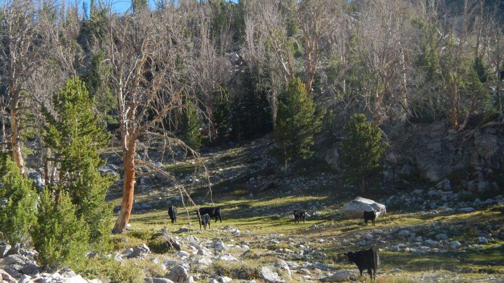 Pioneer Wilderness Study Area, Broad Canyon cattle grazing, September
