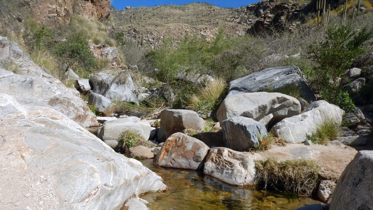 Pusch Ridge Wilderness, Ventana Creek, April 2023