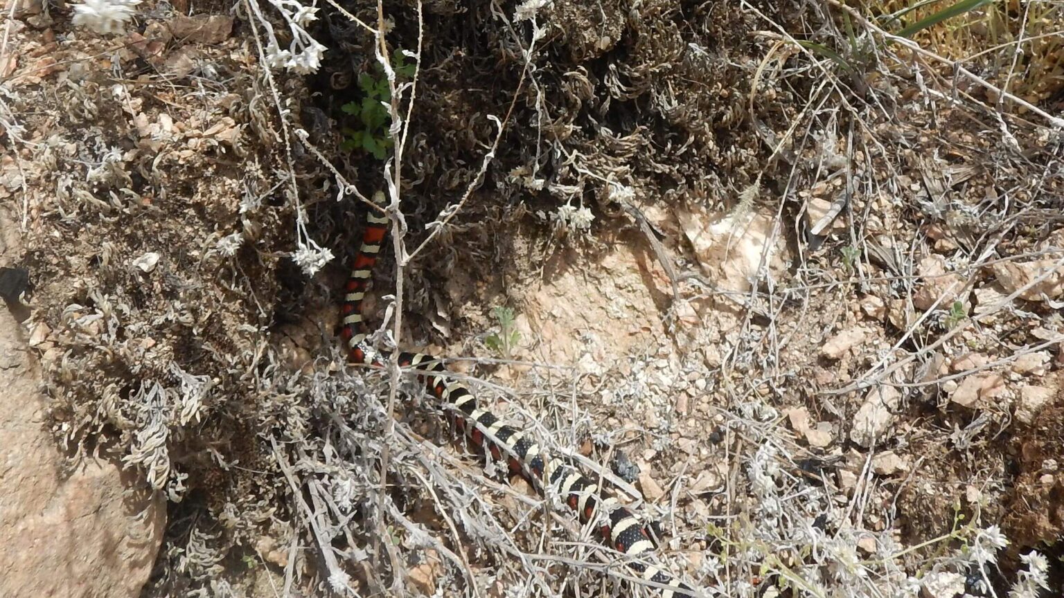 Pusch Ridge Wilderness, Arizona Mountain Kingsnake (Lampropeltis pyromelana), May 2023